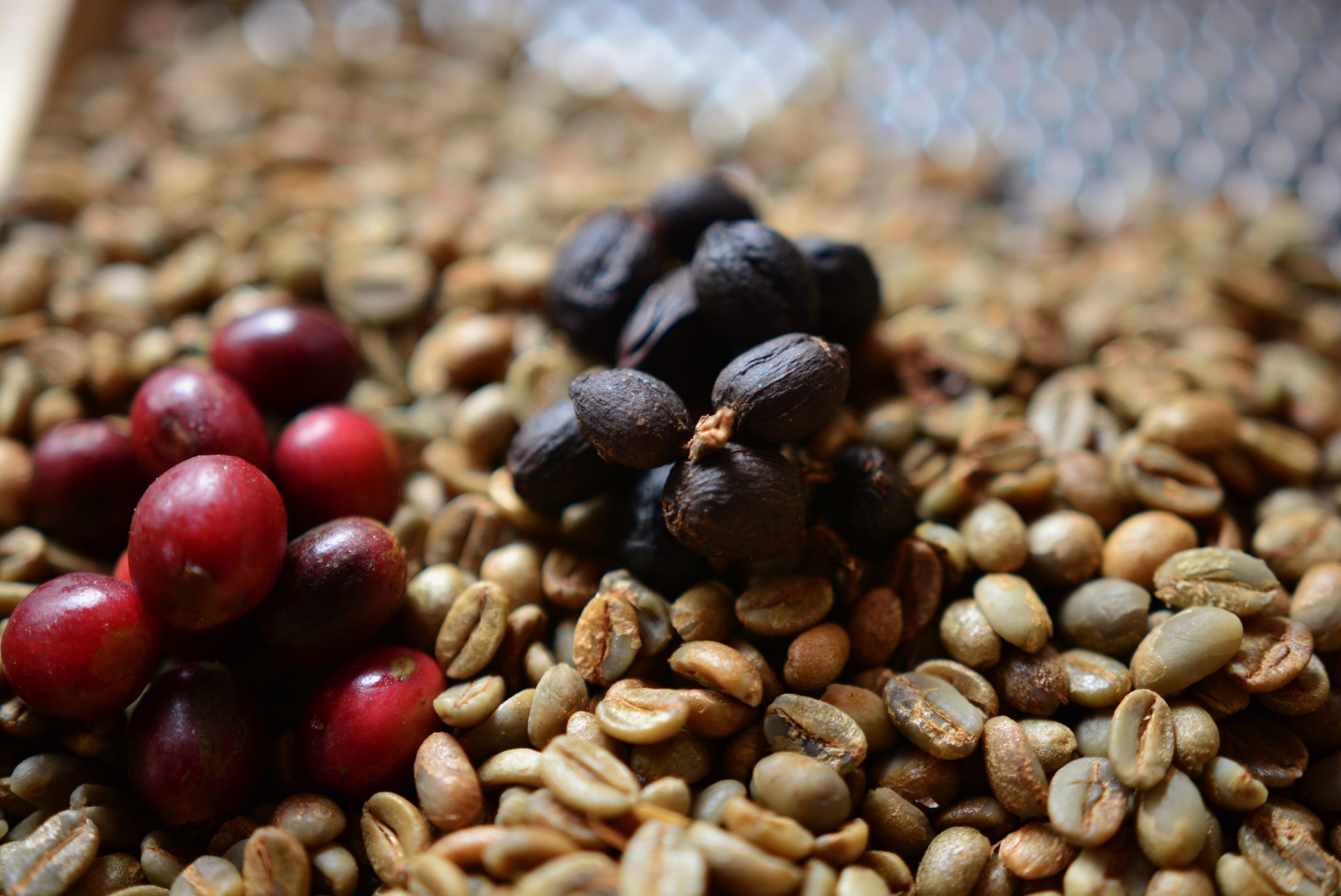 A newly sprouted coffee plant